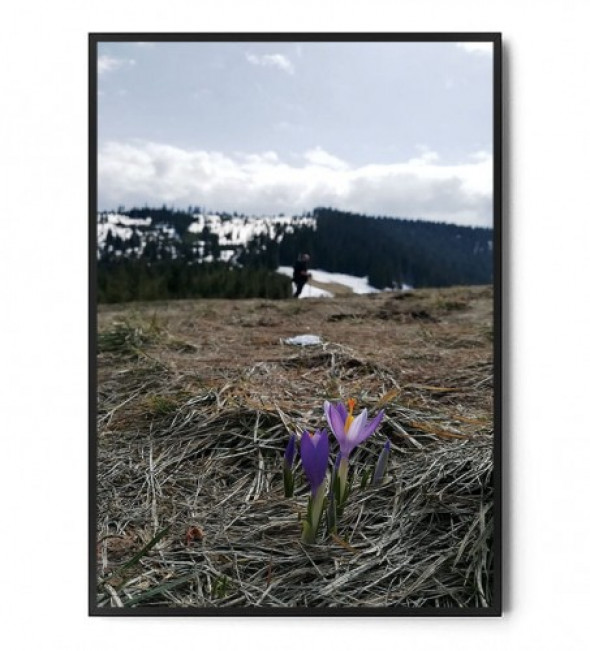 Plakat KROKUSY