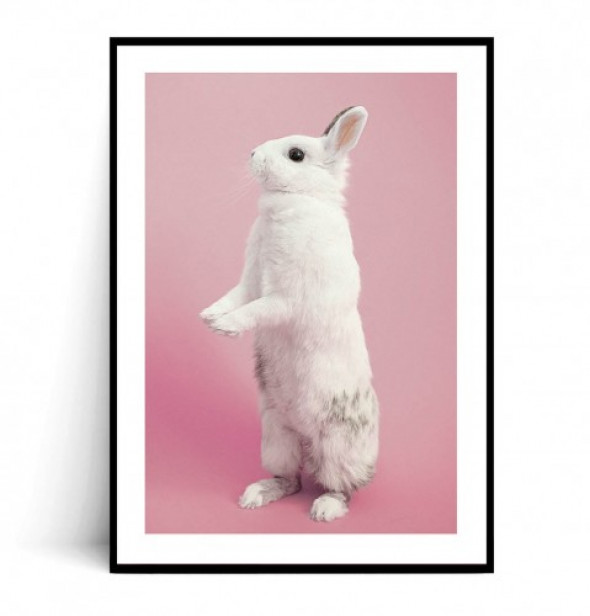 Plakat KRÓLICZEK no.2