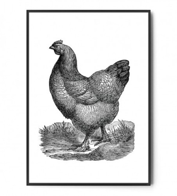 Plakat KURA