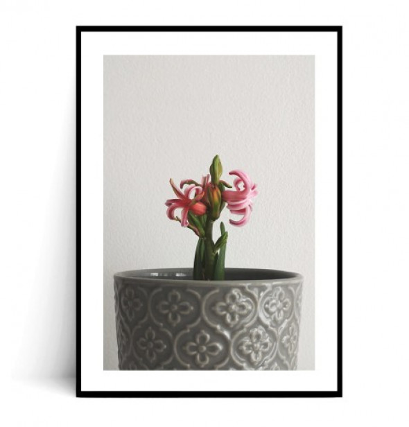 Plakat KWITNĄCY HIACYNT