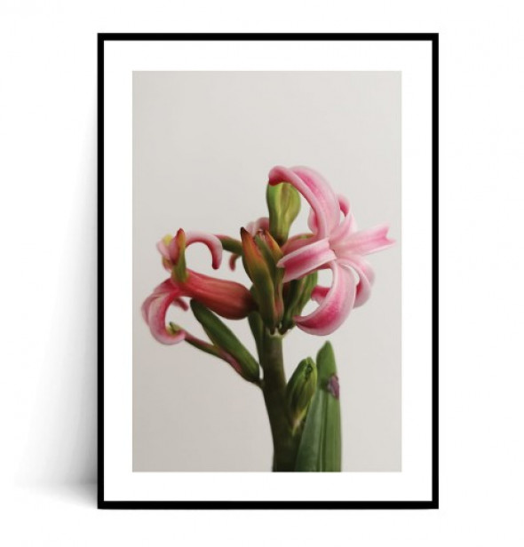 Plakat KWITNĄCY HIACYNT no.1