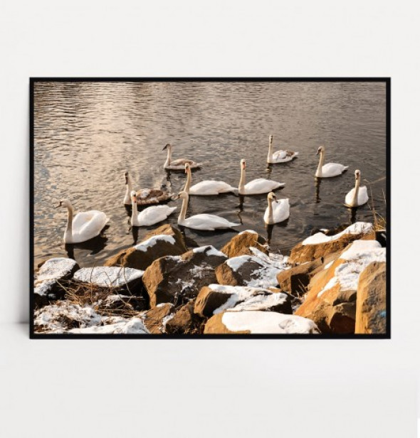 Plakat ŁABĘDZIE no.1 poziomy