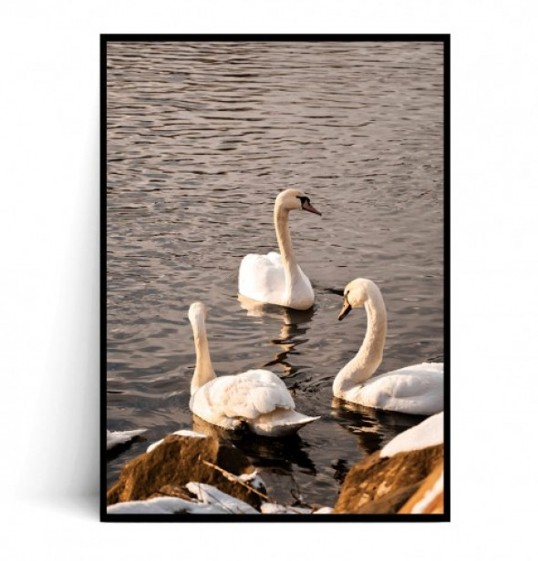 Plakat ŁABĘDZIE no.2