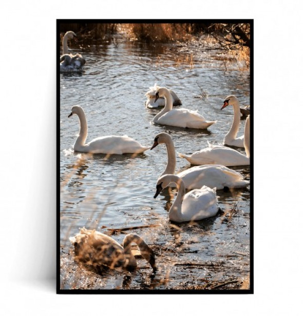 Plakat ŁABĘDZIE no.3