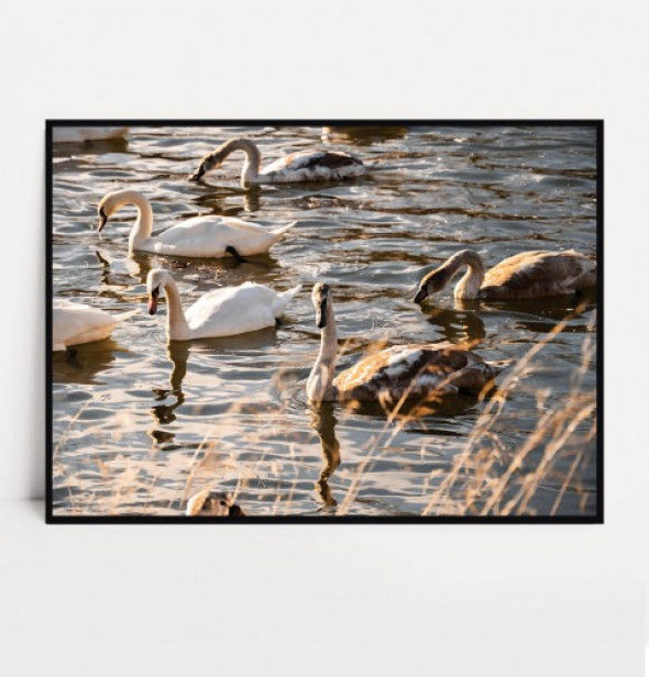 Plakat ŁABĘDZIE no.4