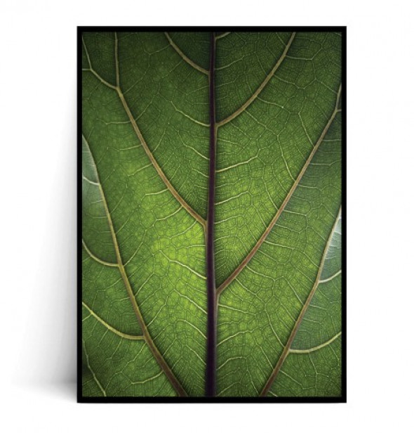 Plakat LIŚĆ FICUS LYRATA