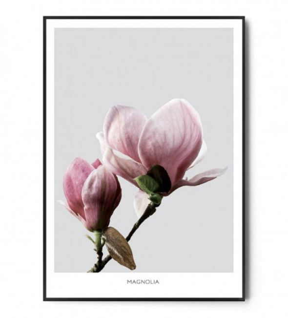 Plakat MAGNOLIA