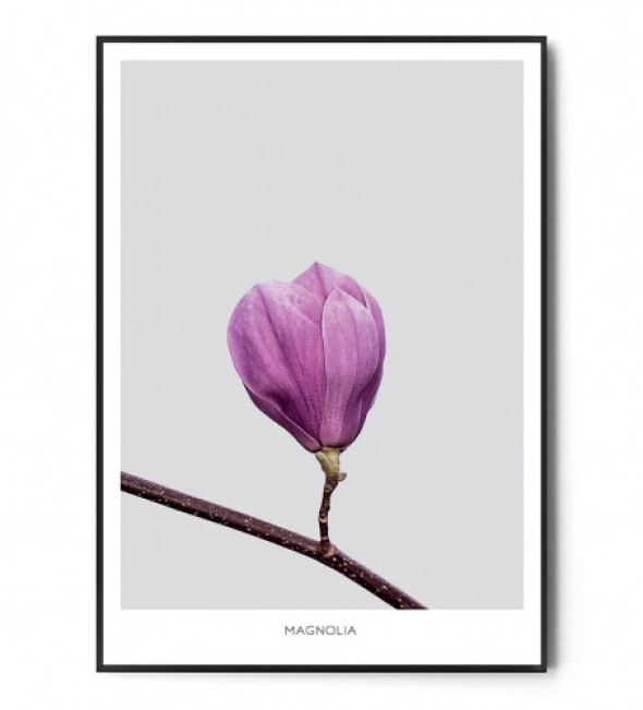 Plakat MAGNOLIA no.1