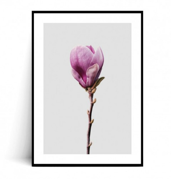Plakat MAGNOLIA no.2