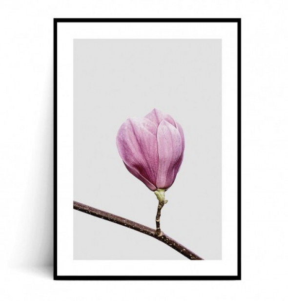 Plakat MAGNOLIA no.3