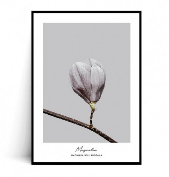 Plakat MAGNOLIA SOULANGEANA no.1