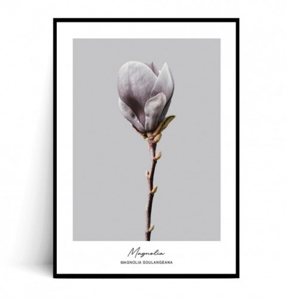 Plakat MAGNOLIA SOULANGEANA no.2