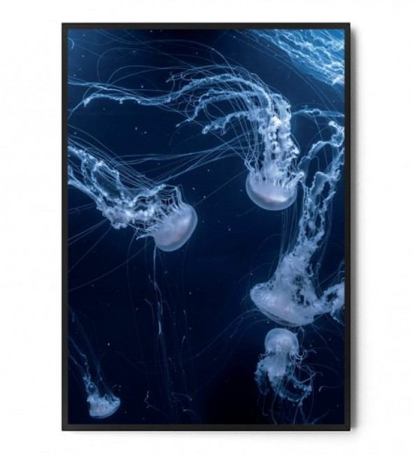 Plakat MEDUZY