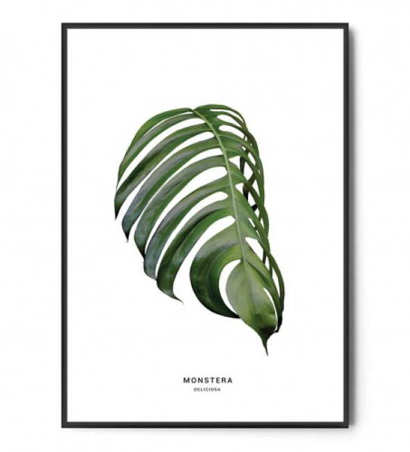 Plakat MONSTERA DELICIOSA no.1