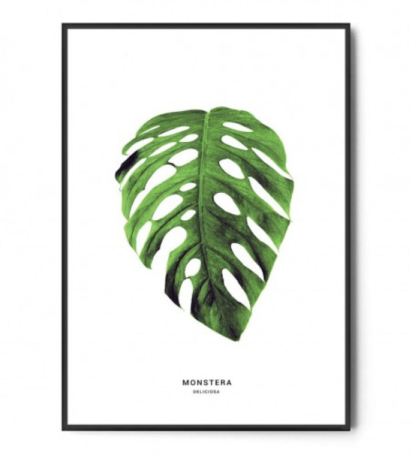 Plakat MONSTERA DELICIOSA no.2