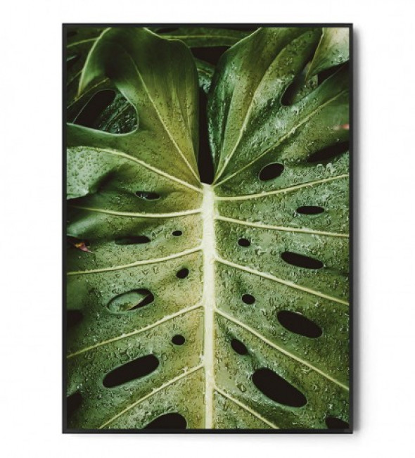 Plakat MONSTERA no.1
