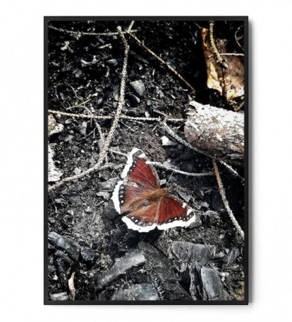 Plakat MOTYL