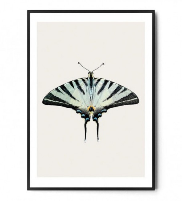 Plakat MOTYL no.5