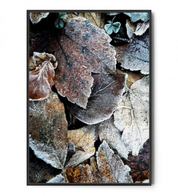 Plakat MRÓZ I LIŚCIE