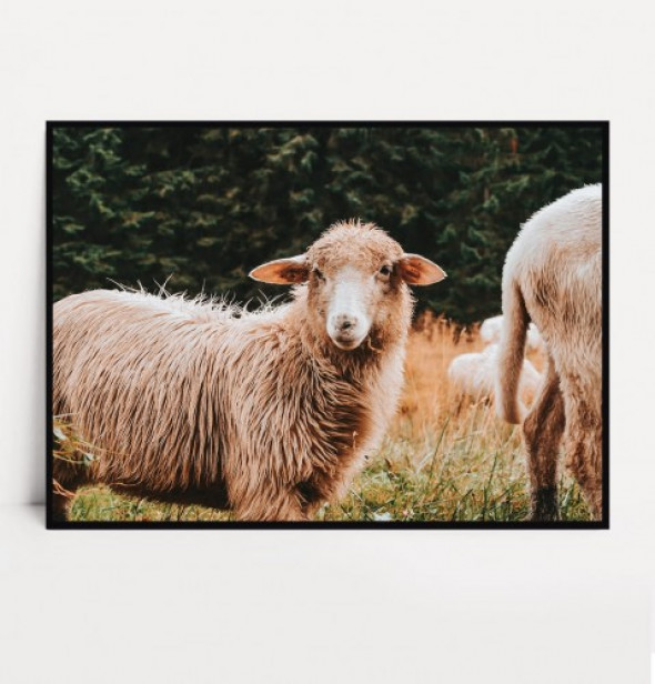 Plakat OWCA no.1 poziomy