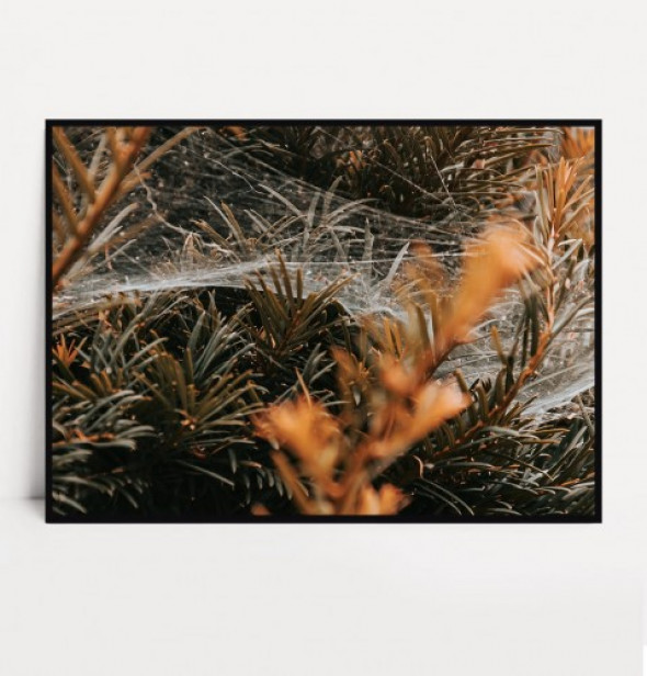 Plakat PAJĘCZYNA poziomy