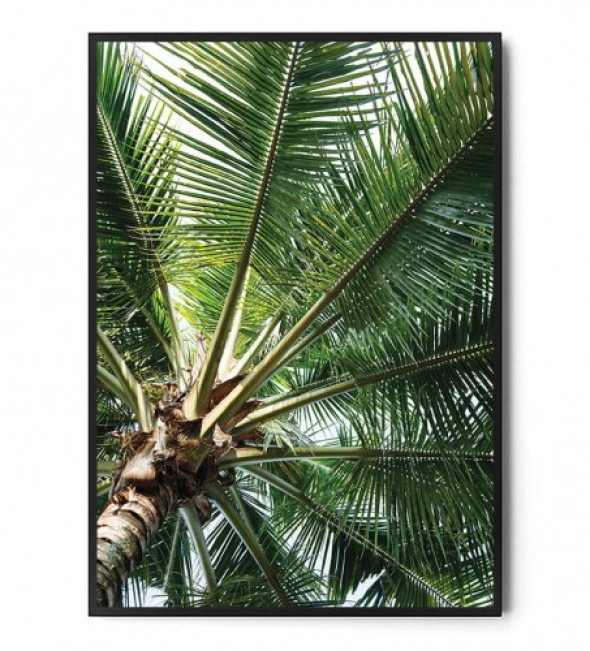 Plakat PALMA