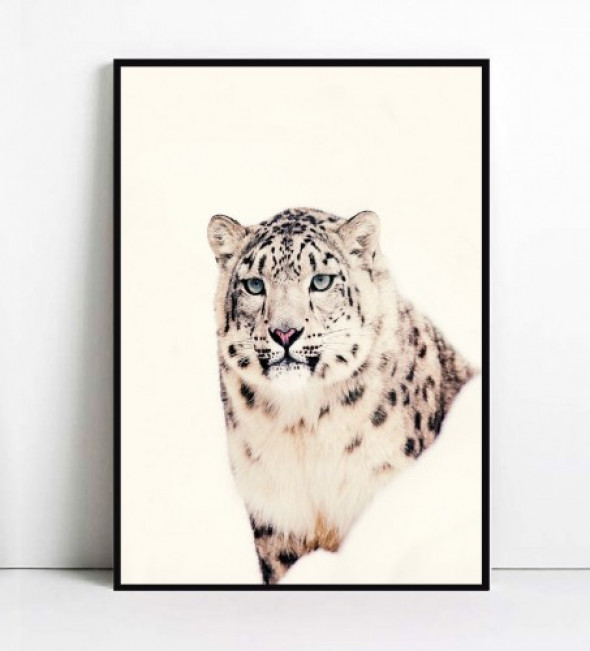 Plakat PANTERA ŚNIEŻNA