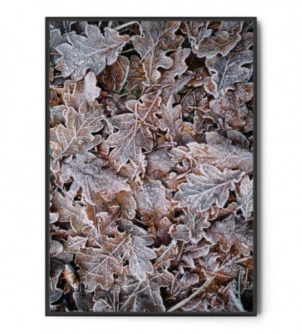 Plakat PIERWSZY MRÓZ no.3