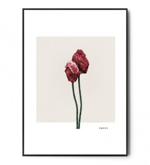 Plakat POPPY FLOWER