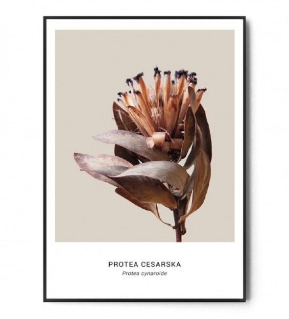 Plakat PROTEA