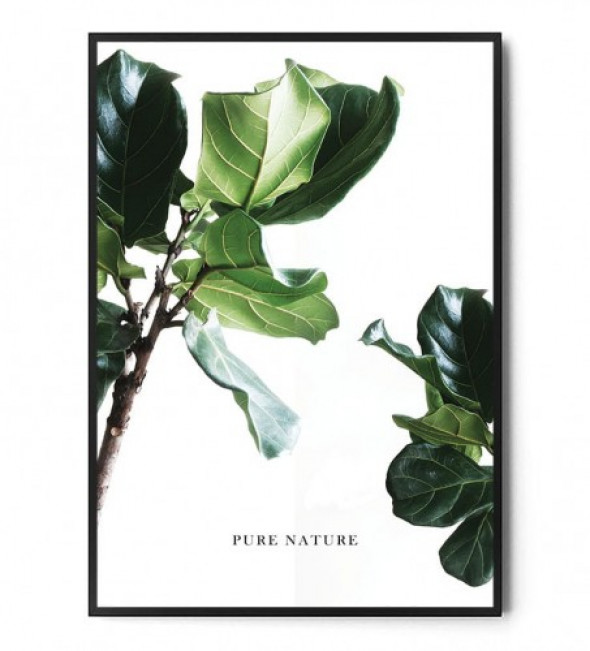 Plakat PURE NATURE | Ficus