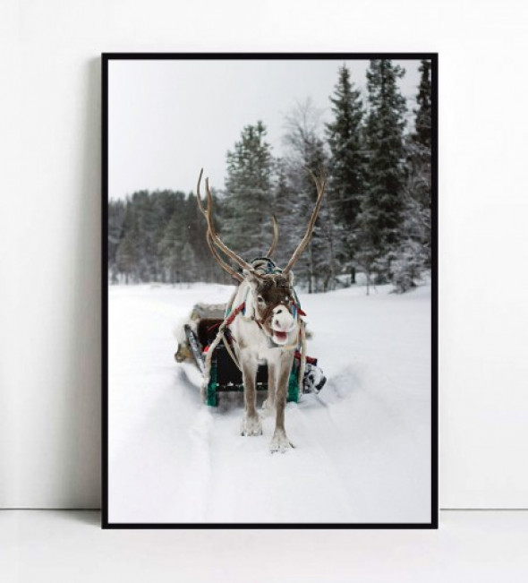 Plakat RENIFER LAPONIA