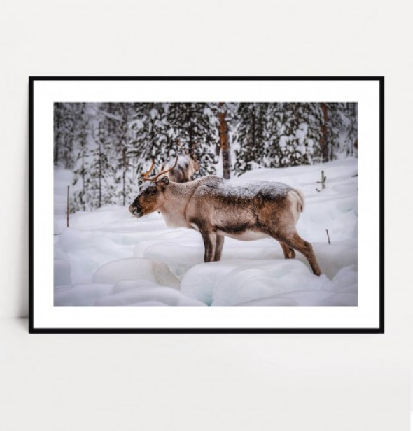 Plakat RENIFER no.5 poziomy