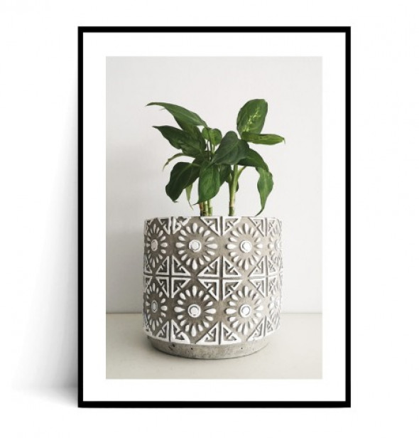 Plakat ROŚLINA W DONICZCE