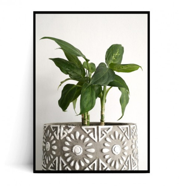 Plakat ROŚLINA W DONICZCE no.1