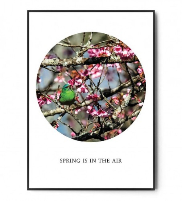 Plakat SPRING IS IN THE AIR no.1