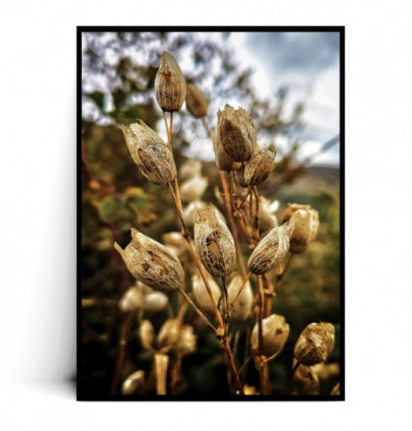 Plakat SUSZONE ROŚLINY
