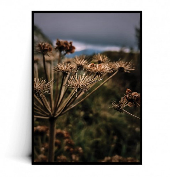 Plakat SUSZONE ROŚLINY no.1