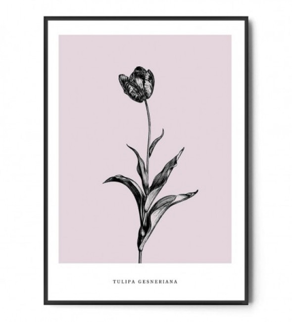 Plakat TULIPAN OGRODOWY