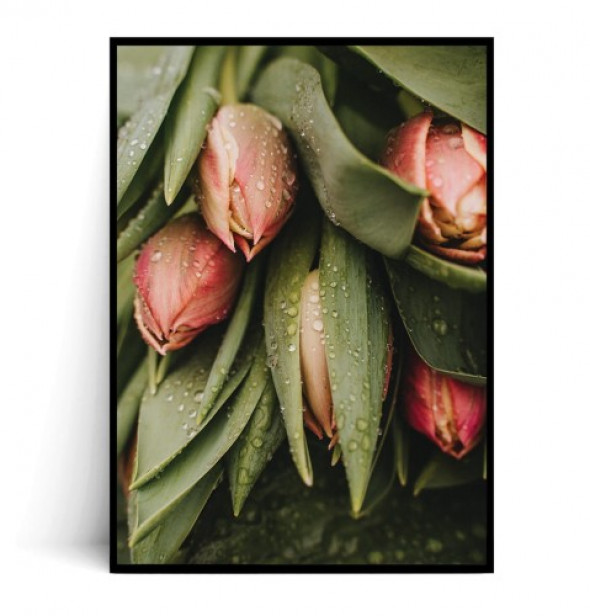 Plakat TULIPANY no.1