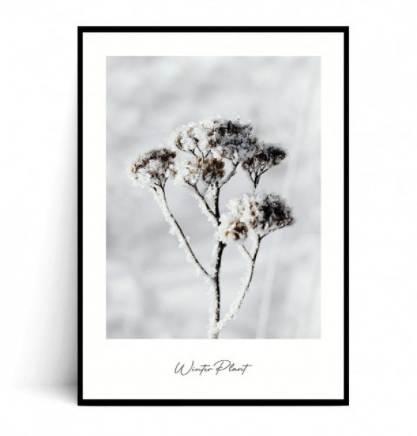 Plakat WINTER PLANT