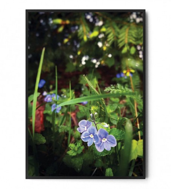 Plakat WIOSNA W LESIE