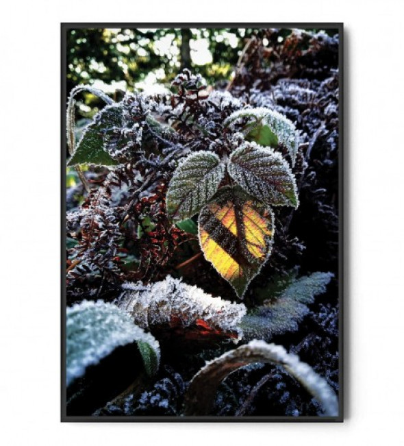 Plakat ZMROŻONY LIŚĆ