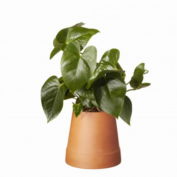 Doniczka Flipped Samonawadniająca Edycja Limitowana